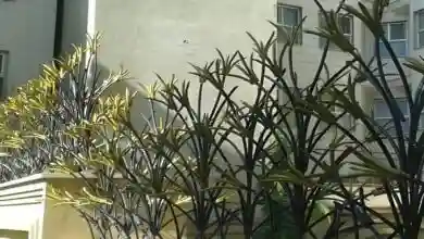 حفاظ لیلیوم