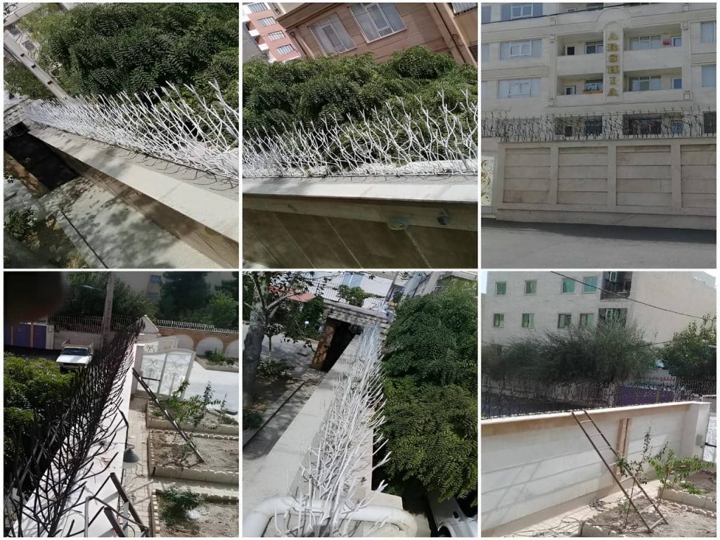 حفاظ شاخ گوزنی