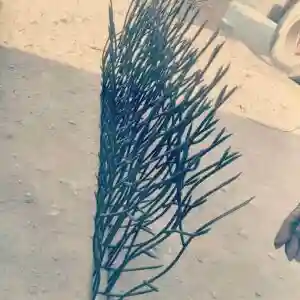 کاربرد حفاظ شاخ گوزنی