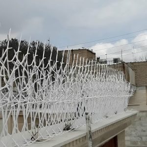 حفاظ شاخ گوزنی در چالوس