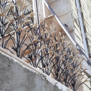 حفاظ شاخ گوزنی در ایلام