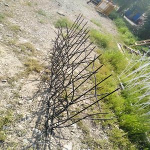حفاظ شاخ گوزنی در تبریز