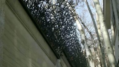 حفاظ شاخ گوزنی در کیش