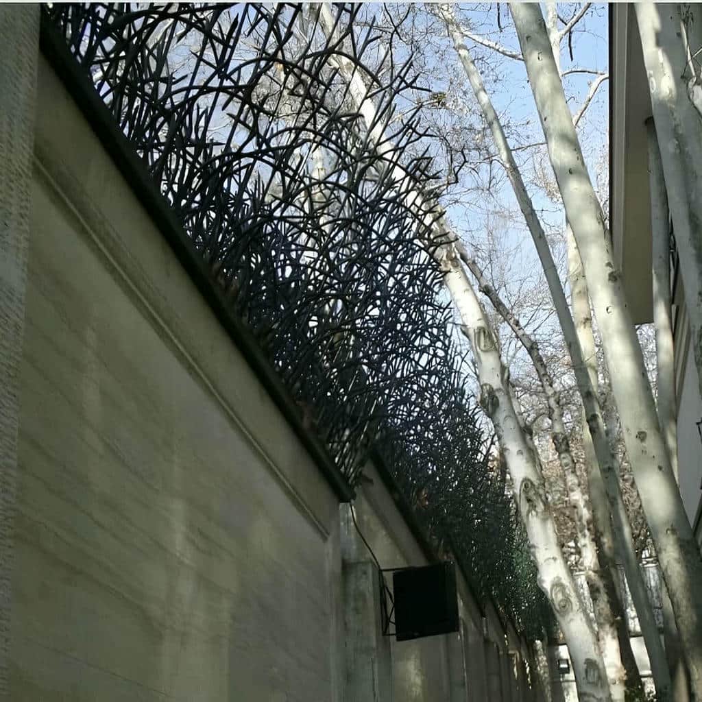 حفاظ شاخ گوزنی در کیش