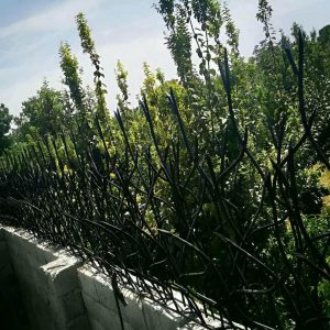 حفاظ شاخ گوزنی در عظیمیه کرج