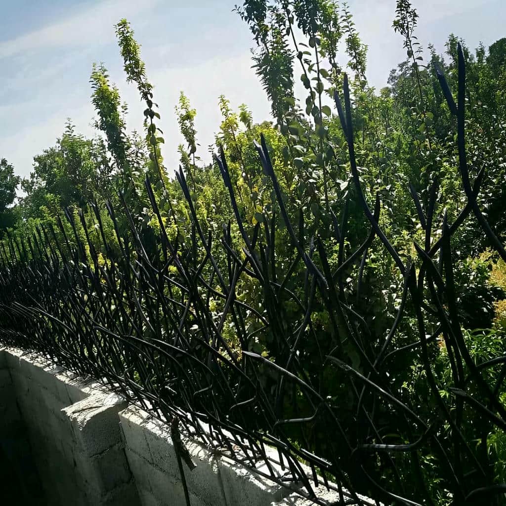 حفاظ شاخ گوزنی در عظیمیه کرج