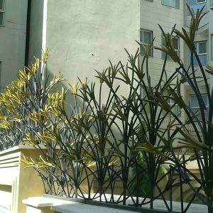 حفاظ شاخ گوزنی در رشت