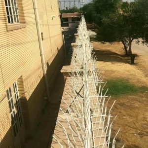حفاظ شاخ گوزنی در ساری