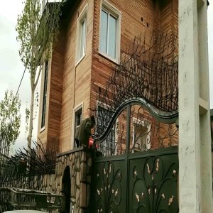 حفاظ شاخ گوزنی در همدان