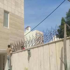 حفاظ شاخ گوزنی در سبزوار