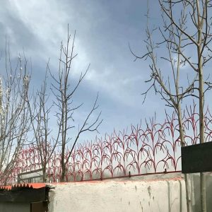 حفاظ شاخ گوزنی در بندر انزلی